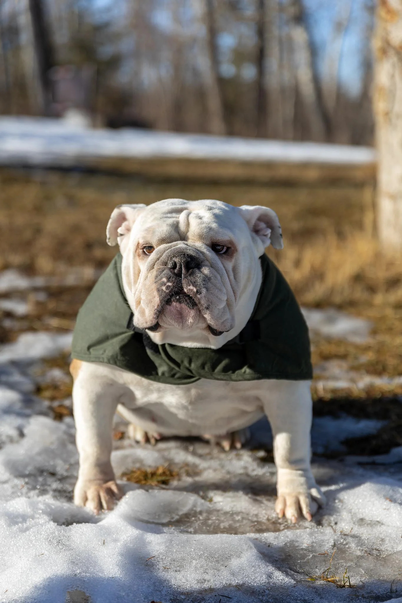 Outback Trading Clancy Oilskin Dog Coat