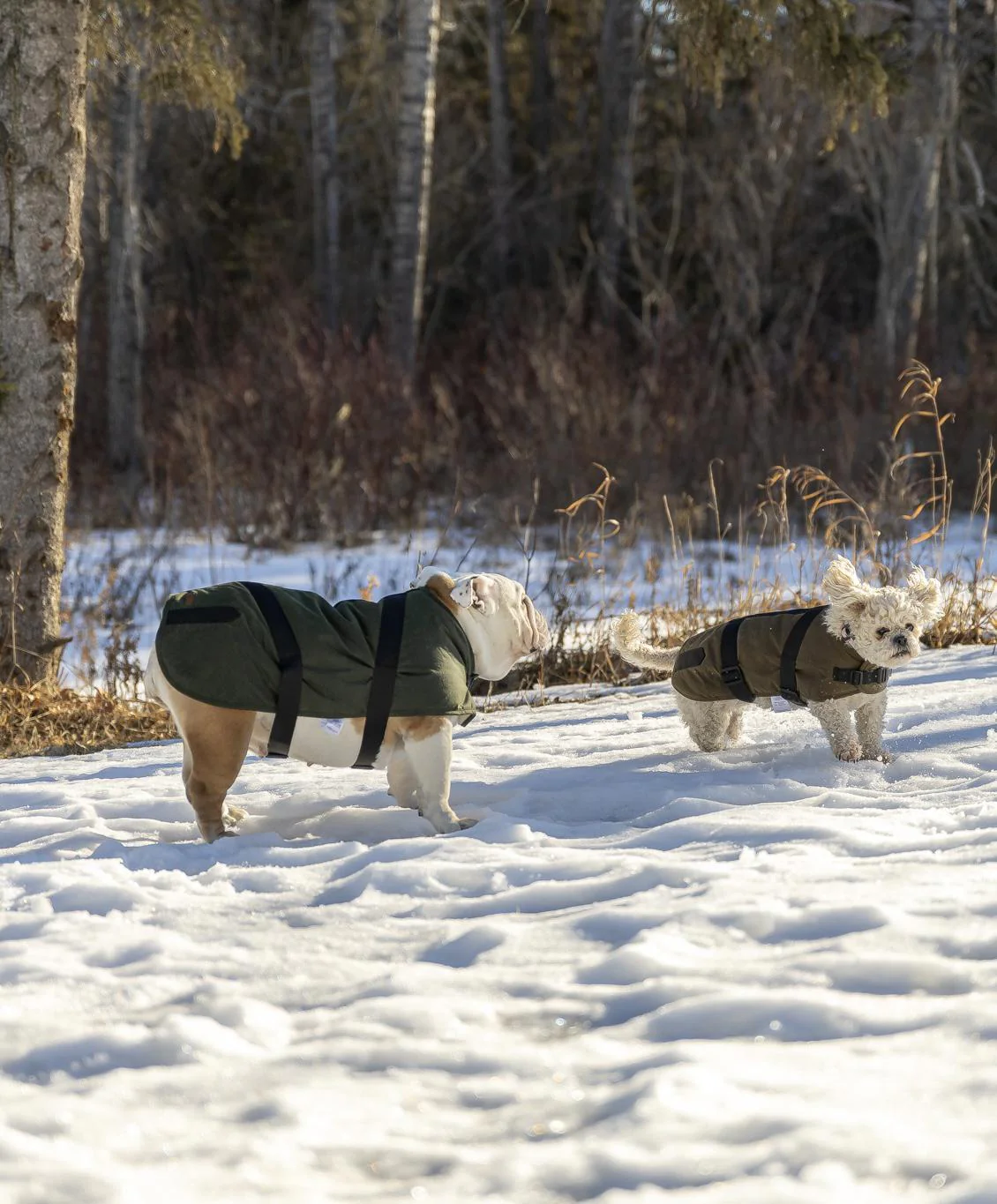 Outback Trading Clancy Oilskin Dog Coat - Image 6